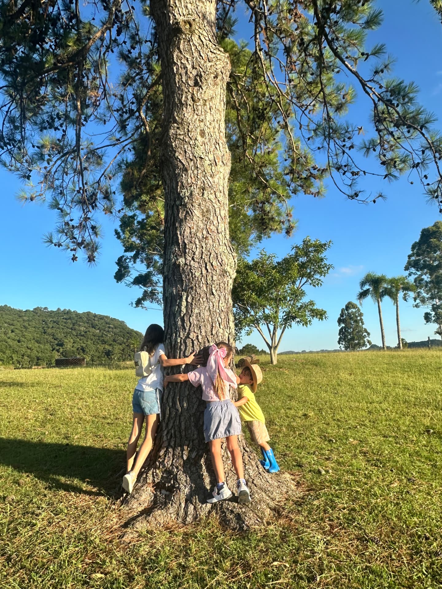 Crianças brincando ao redor de um pinheiro