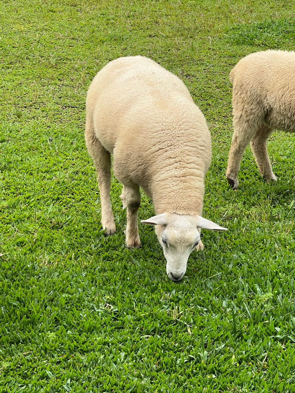 Ovelhas pastando no gramado